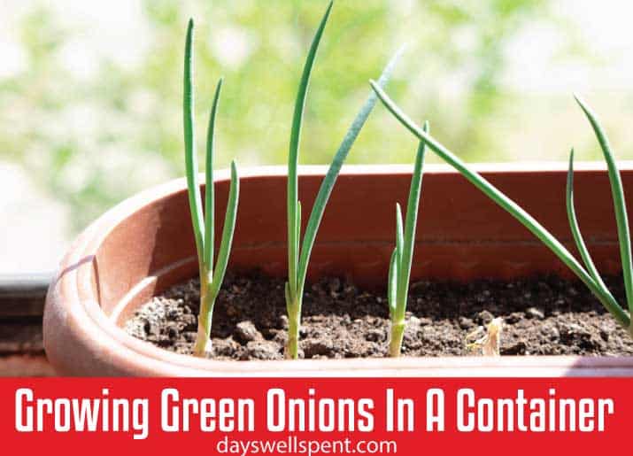 How to Properly Grow Onions in a Container