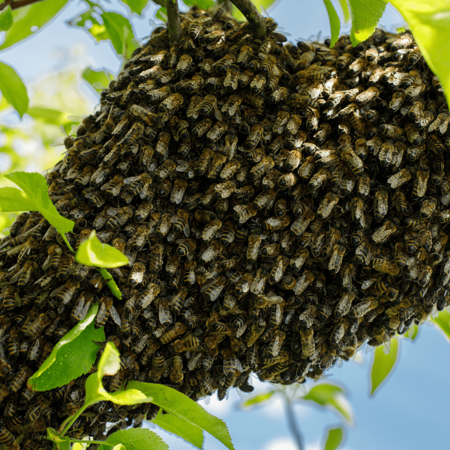Ordering Bees Feeding Bees: Recipes for Every Season