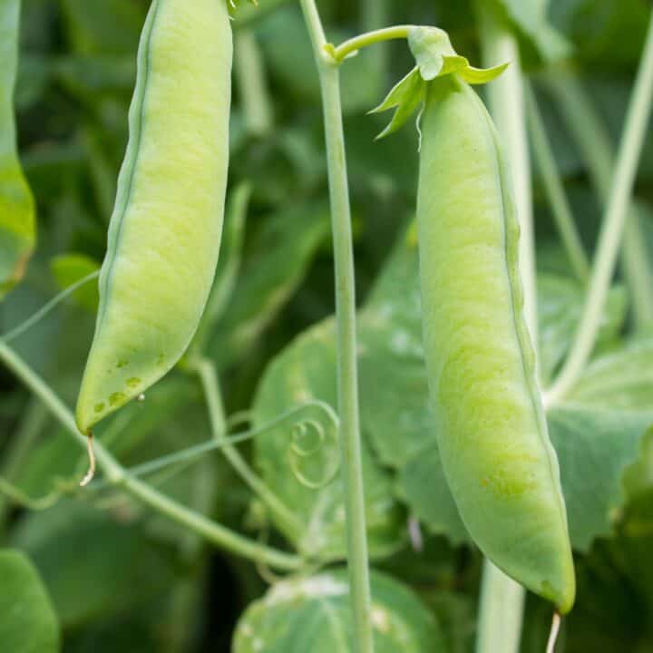 peas growing.