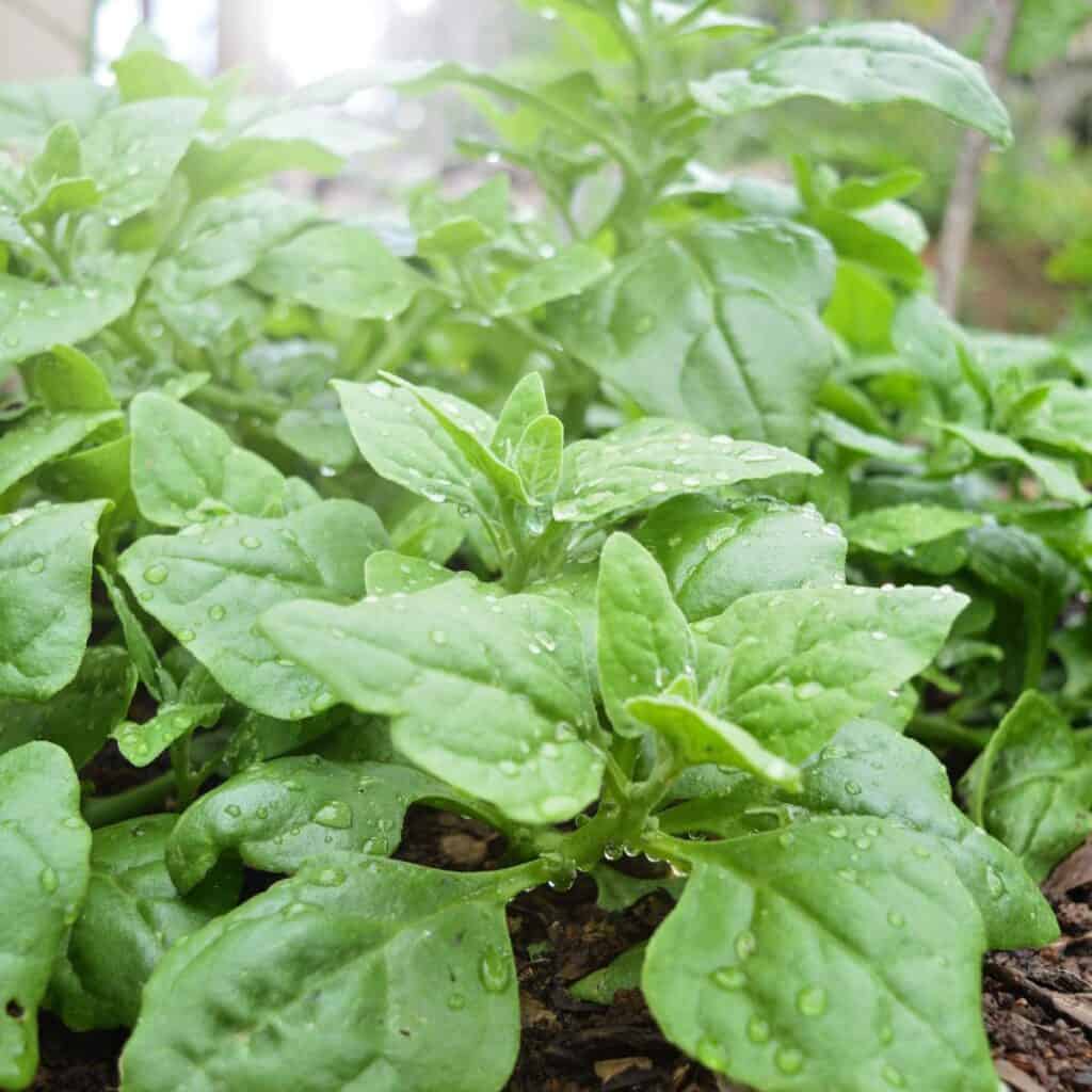 spinach growing in ground.