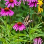 How to set up a butterfly garden.