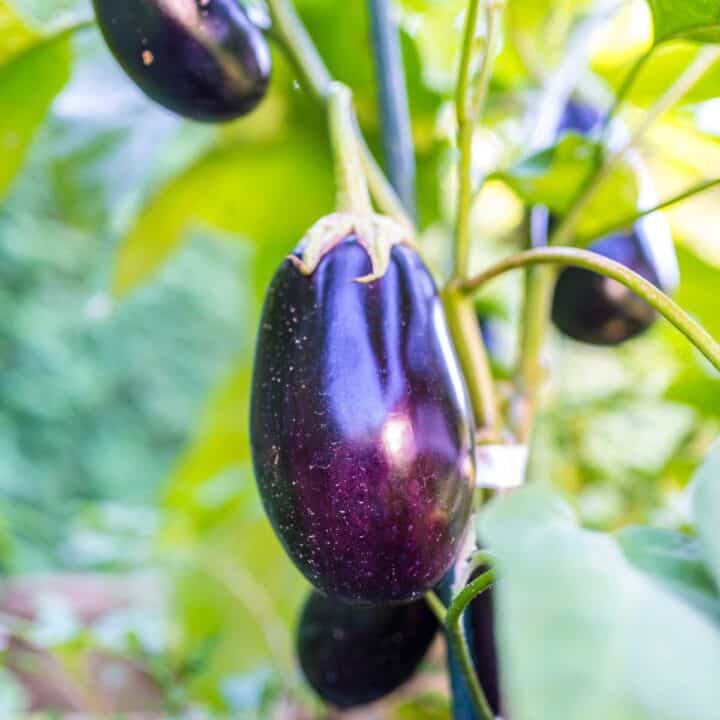 Eggplant growing in garden.