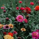 zinnias with text How to Grow and Care for Zinnias: A Complete Guide.