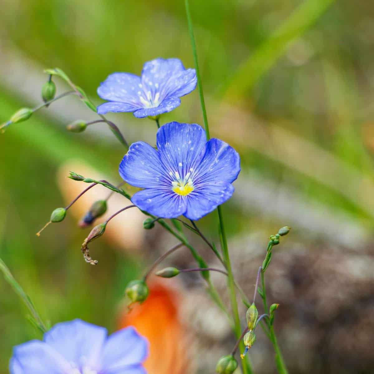 A blue flax flower.
