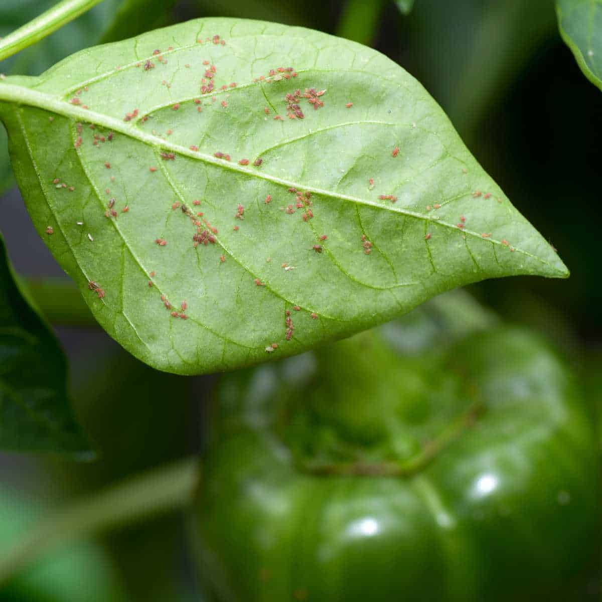 How to Wash Seedlings to Control Pests Organically | Chemical-Free Pest Control for Healthy Plants