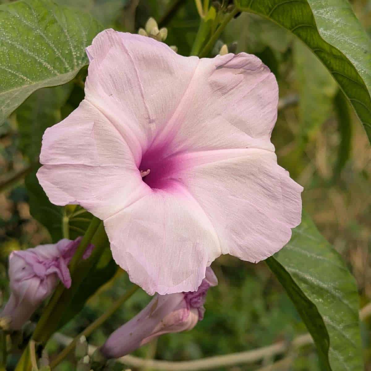 moonflower in full bloom.
