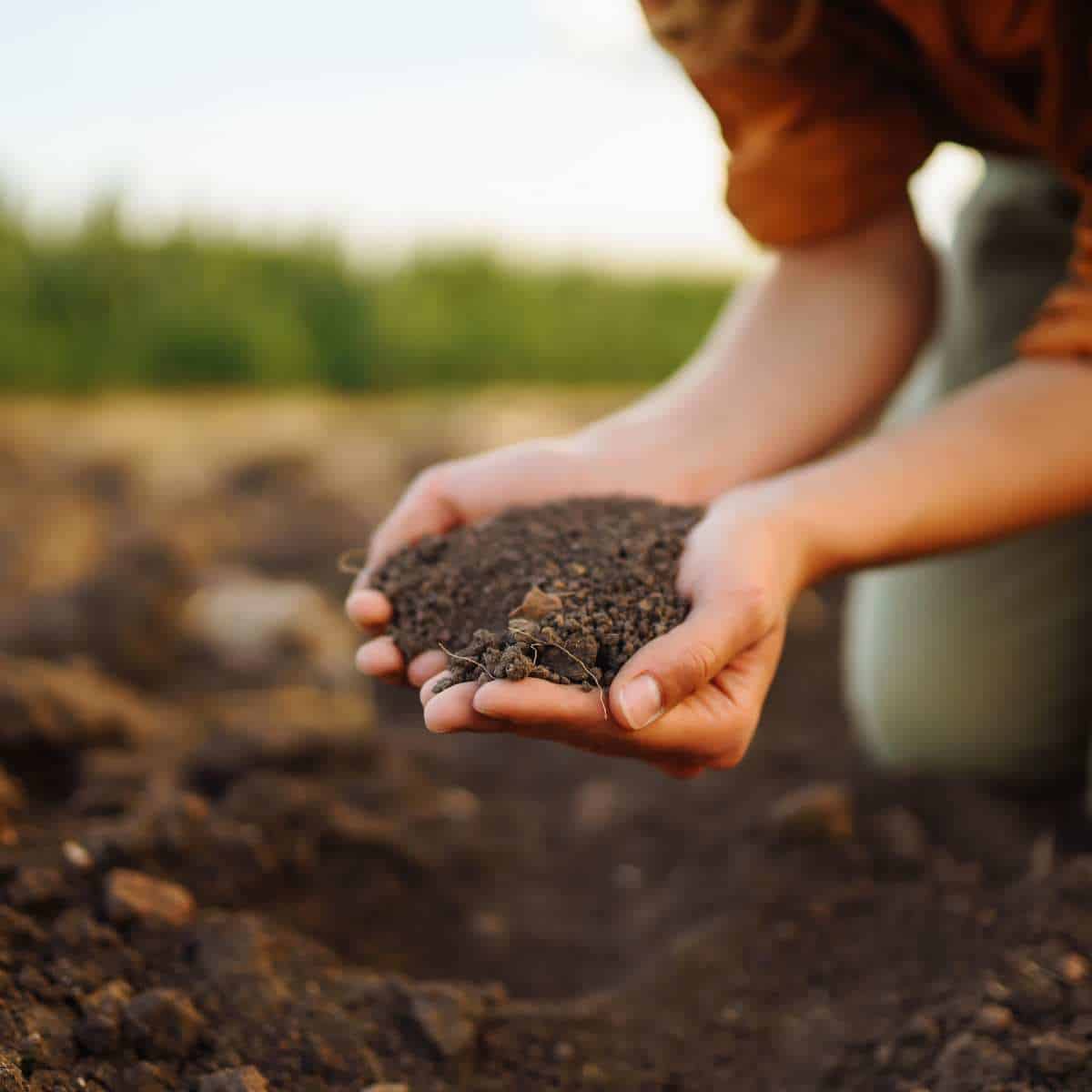 Soil Testing for Home Gardeners: What You Need to Know