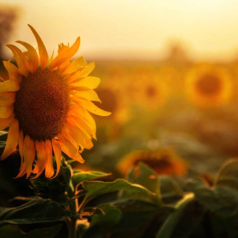 A fully opened sunflower.