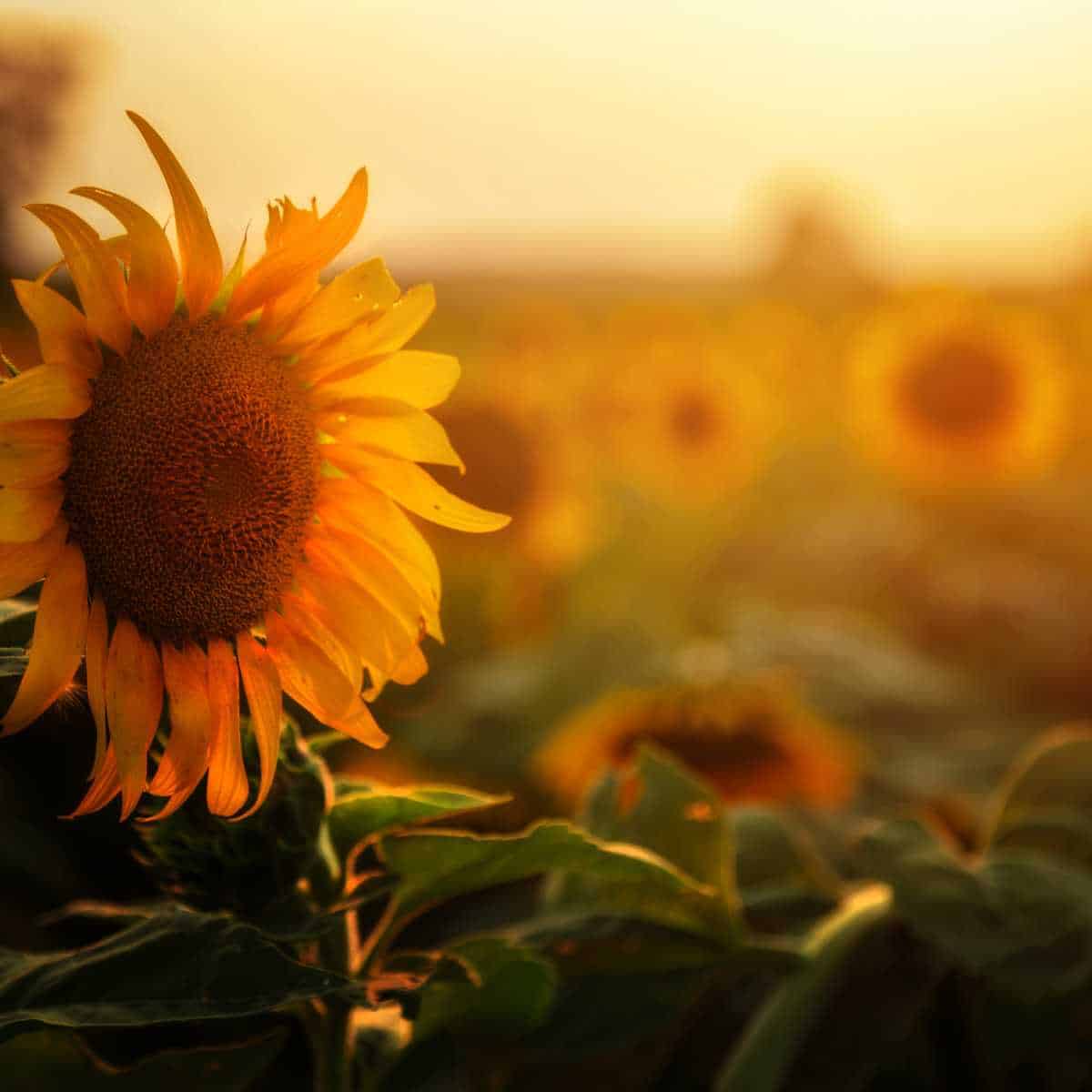 A fully opened sunflower.