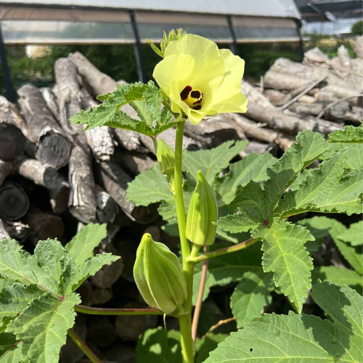 Star of David Okra pods and bloom.