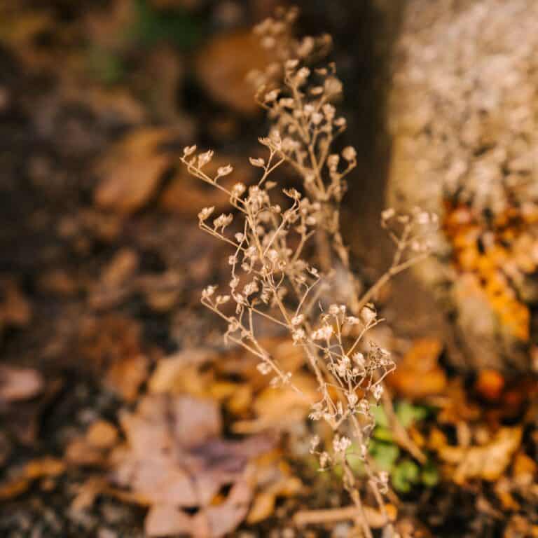 How to Prep Your Garden for Fall: A Complete Checklist.