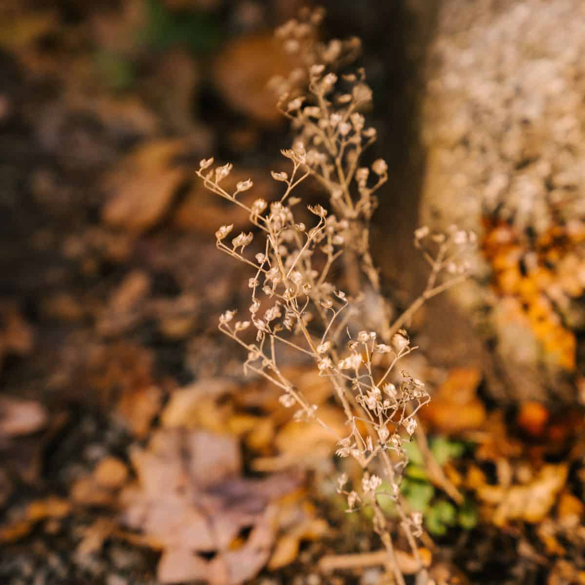 How to Prep Your Garden for Fall: A Complete Checklist.