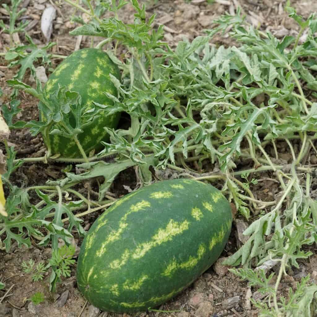 pickled watermelon rind history.